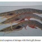 Figure 5: Clinical symptom of shrimps with black gill disease