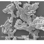 Fig 3: Scanning electron micrograph of CASEIN-MET micelles.