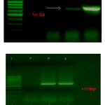 Figure 1. PCR molecular diagnostic test