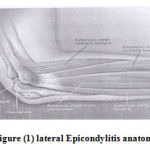 Figure (1) lateral Epicondylitis anatomy