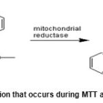 Figure 1: The reaction that occurs during MTT assay in living cells