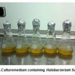 Figure 3.Culturemedium containing Halobacterium Salinarum