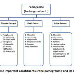 Figure 1: Some important constituents of the pomegranate and its extracts