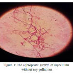 Figure 1: The appropriate growth of myceliums without any pollutions