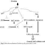 Figure 3: Molecular mechanism of triolein in cell cycle in MCF-7 cells.