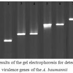 Figure 1: Results of the gel electrophoresis for detection of the virulence genes of the A. baumannii isolates of various types of infections. M: 100 bp ladder (Fermentas, Germany), 1, 2: Positive sample for the csgA gene and its positive control, respectively, 3, 4: Positive sample for the iutA gene and its positive control, respectively, 5, 6: Positive sample for the cnf1gene and its positive control, respectively, 7, 8: Positive sample for the cvaC gene and its positive control, respectively, and 9: Negative control.