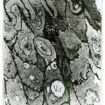 Figure 13: Electromicrograph of one-month old rat femoral artery showing that the media is packed with vertically disposed smooth muscle cells with minimal elastic tissue in between. Notice presence of dark smooth muscle cells (Sm`) close to internal elastic lamina (IL) and light smooth muscle cell (Sm) away from it. Notice presence of intracellular vacuole (Va). (X5000)