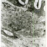 Figure 9: Electromicrograph of one-week old rat femoral artery showing a well- developed corrugated internal elastic lamina (IL) with points of interruptions.The media is packed with well- developed smooth muscle cells (Sm) and surrounded by minimal elastic tissue (arrows). Notice the increased density of smooth muscle cells (Sm`) enclosed between corrugation of internal elastic lamina. Notice also the presence of vacuoles (Va) in some cells. (X5000)