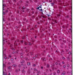 Figure 1: Shows normal hepatocytes and control vein after treatment with 200mg kg wt. (H.E. × 450)