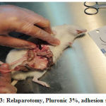 Figure 3: Relaparotomy, Pluronic 3%, adhesion score: 2