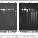 Figure 3: Detection of apoptosis in AgNPs treated K562 cells by DNA fragmentation.