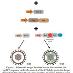 Figure 1: Schematic image: lentiviral vector that encodes the tagRFP sequence under the control of the EF1alpha promoter, helper plasmids pCMV-VSV-G and CMV-Gag/Pol, as well as helper plasmid containing the sequence of the transactivator protein gene fused with the sequence of protein Vpx pRSV-Rev-T2A-Vpx and helper unmodified plasmid pRSV-Rev.
