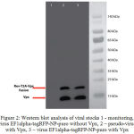 Figure 2: Western blot analysis of viral stocks 1 - monitoring, virus EF1alpha-tagRFP-NP-puro without Vpx, 2 – pseudo-virus with Vpx, 3 – virus EF1alpha-tagRFP-NP-puro with Vpx