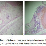 Figure 1: Histology of inferior vena cava in rats, haematoxylin-eosin x 100: A -control group, B - group of rats with inferior vena cava occlusion for 1 day.