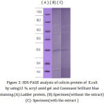 Figure 2: SDS-PAGE analysis of colicin protein of E. coli by using12 % acryl amid gel and Commassi brilliant blue staining. (A):Ladder protein, (B):Specimen (without the extract), (C): Specimen (with the extract)