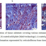 Figure 3: Histostructural organization of tissue substrate covering various extramedullary implants at Day 14 of the experiment: a) uncoated solid plate; b) coated solid plate (MAO technology); c) coated perforated plate (MAO technology). 