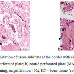 Figure 4: Histostructural organization of tissue substrate at the border with extramedullary implants at Day 28 of the experiment: a) uncoated perforated plate; b) coated perforated plate (MAO technology).