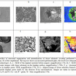 Figure 5: Specifics of structural organization and mineralization of tissue substrate covering perforated extramedullary implants at Day 28 of the experiment. The top row shows an uncoated perforated plate, the lower row demonstrates a coated plate (MAO technology).