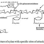 Figure 1: The structure of xylan with specific sites of attack for xylanolytic enzymes