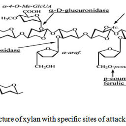 Recent Advances and future Perspectives of Thermostable Xylanase ...