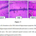 Figure 9: Effect of L-theanine on the CRS induced hippocampus apoptosis. Histopathological examination of hippocampus stained with hematoxylin and eosin in control, CRS and CRS+ L-theanine treated mice. The arrow indicated injured neurons (cell with pyknotic nuclei, acidophilic cytoplasm and fragmented nuclei) (40x).