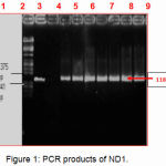 Figure 1: PCR products of ND1.