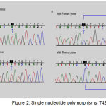 Figure 2: Single nucleotide polymorphisms T4216C