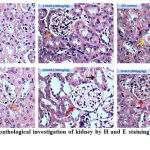 Figure 4: Histopathological investigation of kidney by H and E staining (Magnification: 40X)