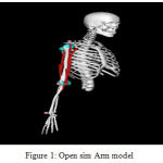 Figure 1: Open sim Arm model