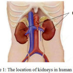 Figure 1: The location of kidneys in human body4.