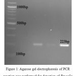 Figure 1: Agarose gel electrophoresis of PCR reaction was performed for detection of Brucella in animal samples. M= marker (100bp DNA ladder), 1= negative control; 2, 3,4, are positive specimens.