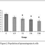 Figure 2: Population of spermatogonia-A cells