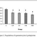 Figure 3: Population of spermatocytes-I preleptoten