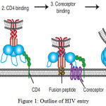 Figure 1: Outline of HIV entry
