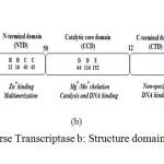 Figure 2a: Overview of Reverse Transcriptase b: Structure domains of HIV-1 integrase c: Structure of HIV-1Protease
