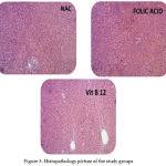 Figure 3: Histopathology picture of the study groups