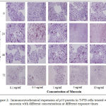 Figure 2: Immunocytochemical expression of p53 protein in T47D cells treated with mucoxin with different concentrations at different exposure times