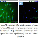 Figure 5: After 14 days of dopaminergic differentiation, analyze of immunocytochemical staining showed that ADSCs-derived dopaminergic neurons were positive for neuronal markers β-tubulin3 and MAP2, β-tubulin3 is a premature neuron marker and strongly expressed in cytoplasm and neurite expansions(A). MAP-2 is a neuron-specific cytoskeletal protein(B)