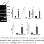 Figure 7: RT-PCR and Real Time analysis of neural lineage marker expression in control ADSCs and differentiated ADSCs. Total cellular RNA was analyzed using the primers against several neural markers. The PCR product was separated on agarose gel