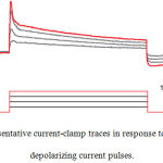 Figure 8: Representative current-clamp traces in response to injection of depolarizing current pulses.