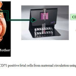 Figure 1: Isolation CD71 positive fetal cells from maternal circulation using magnetic cell sorter (MACS)