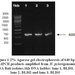 Figure 1: 2% Agarose gel electrophoresis of 640 bp cagAPCR products amplified from H. Pylorigenomic DNA Bali isolates.1kb DNA ladder; lane 1, BLI01; lane 2, BLI02 and lane 3, BLI03
