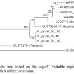 Figure 3: Phylogenetic tree based on the cagA3’ variable regions of H. pyloriBali isolates compared with 8 reference strains.