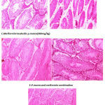 Figure 3: Effects of Drugs on Histopathology of Testis