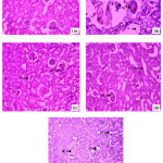 Figure 1: Photomicrographs of rat kidney: