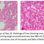 Figure 6: Exposed Group: a) Day 10, Histology of liver showing rows of hepatocytes which was not clearly seen, forming large sinusoids and very few RBCs b) Day 15, showing marked destruction of the liver structure, loss of sinusoids, and fatty infiltration in