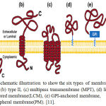 Figure 2: Schematic illustration to show the six types of membrane proteins: (a) type I, (b) type II, (c) multipass transmembrane (MPT), (d) lipid chain-anchored membrane (LCM), (e) GPI-anchored membrane, and (f) peripheral membrane(PM). [11].
