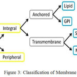 Figure 3: Classification of Membrane Proteins
