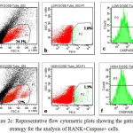 Figure 2c: Representative flow cytometric plots showing the gating strategy for the analysis of RANK+Caspase+ cells.