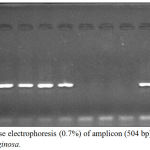 Figure 5: Agarose electrophoresis (0.7%) of amplicon (504 bp) of oprL gene of P. aeruginosa.